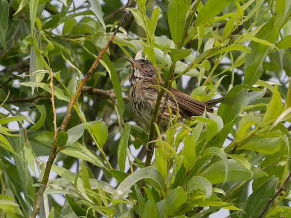 <h3><a href="/trips/braakman/biota/animalia/chordata/aves/040 passeriformes/092 sylviidae/sylvia communis/sylvia communis-nl.html">Sylvia&nbsp;communis</a> / Common&nbsp;whitethroat / Grasmus</h3>OM-1 Mark II met OLYMPUS M.150-400mm F4.5, 1/2000 sec  bij F4.5, ISO 500, afstand 20.1&nbsp;m
